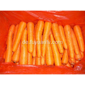 Große Größe der Shandong Karotte